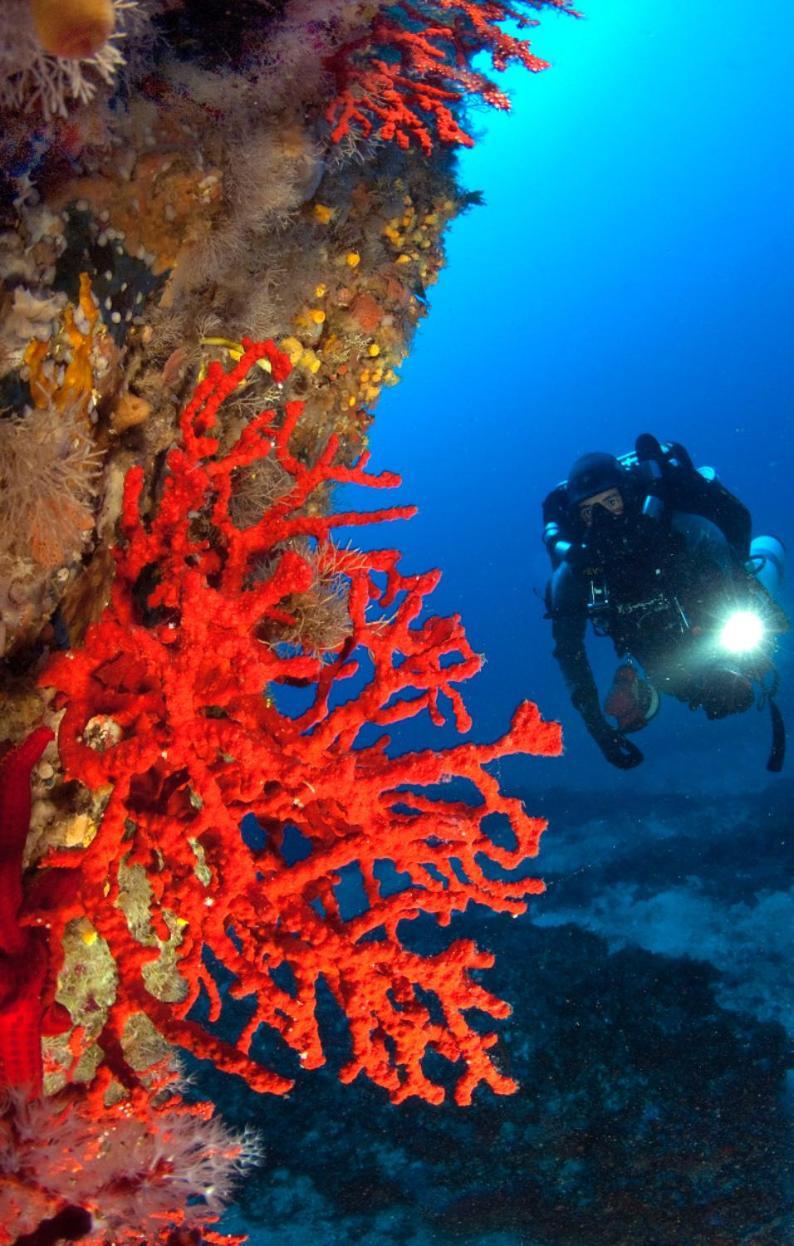 Villa Le Corail Rouge Corse Lecci Ngoại thất bức ảnh